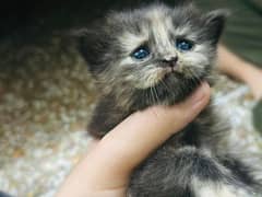 Beautiful five kittens for sale
