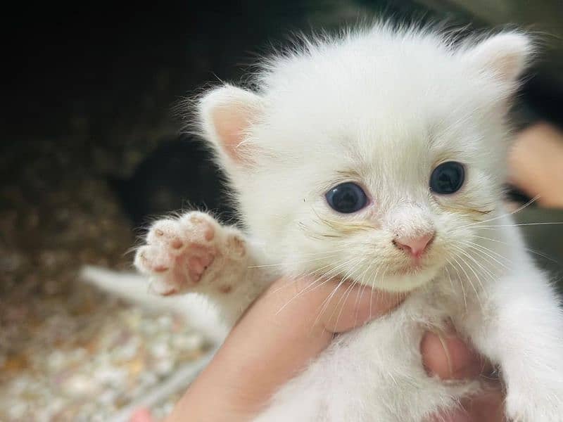 Beautiful five kittens for sale 4