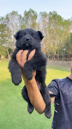 Black German shepherd puppies available for sale 0