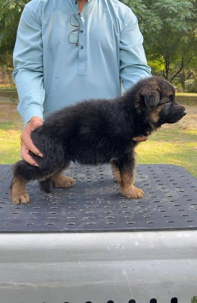 Black German shepherd puppies available for sale 4