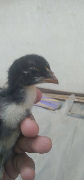 German shamo chicks available for sale in Multan 2