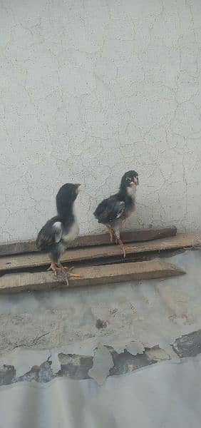 German shamo chicks available for sale in Multan 3