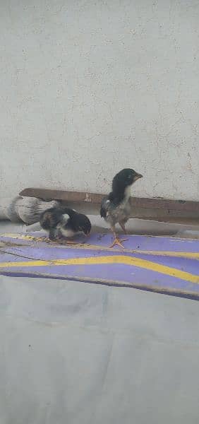 German shamo chicks available for sale in Multan 5