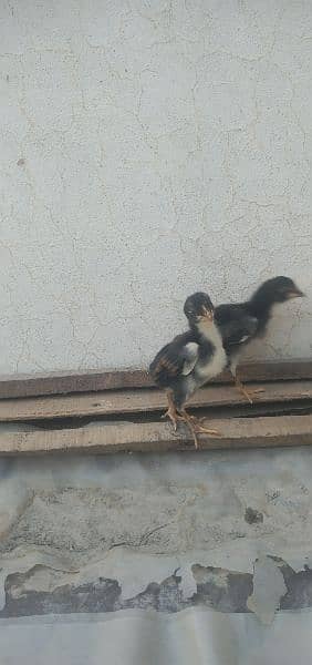 German shamo chicks available for sale in Multan 6