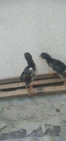 German shamo chicks available for sale in Multan 8