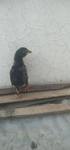 German shamo chicks available for sale in Multan 9