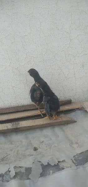 German shamo chicks available for sale in Multan 10