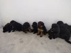German Shepherd pups a available for sale