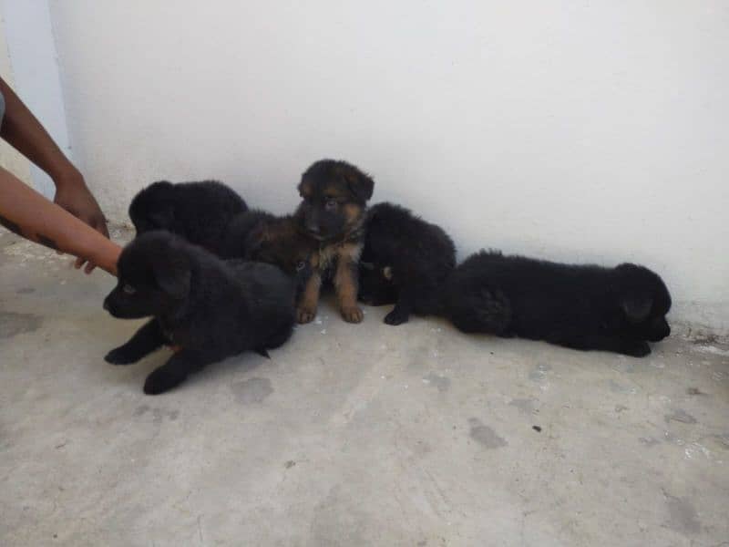 German Shepherd female pups available for sale 1