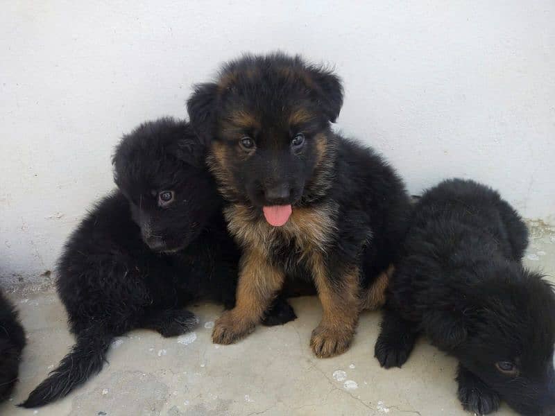German Shepherd female pups available for sale 2