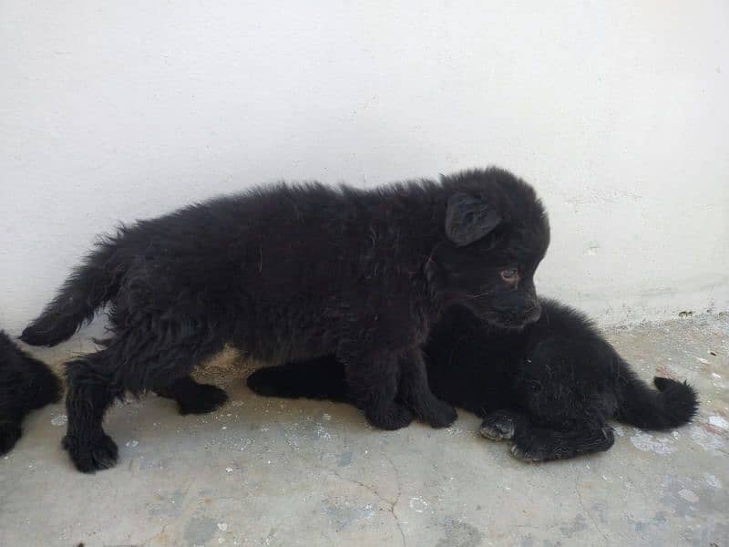 German Shepherd female pups available for sale 4