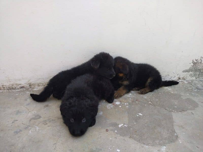 German Shepherd female pups available for sale 5