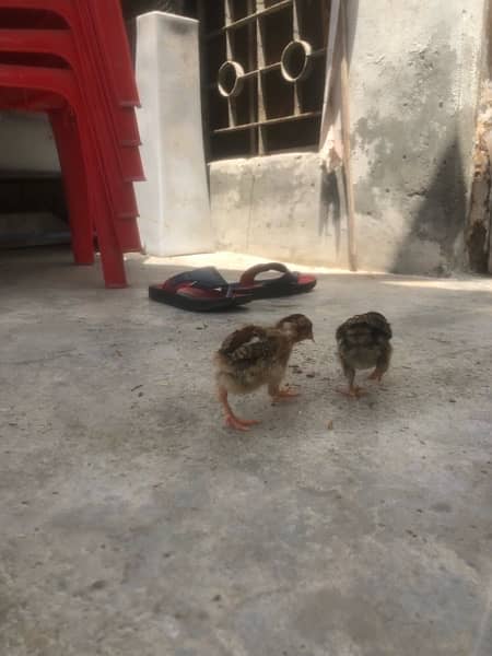 Aseel chicks age almost 1.5 month 7