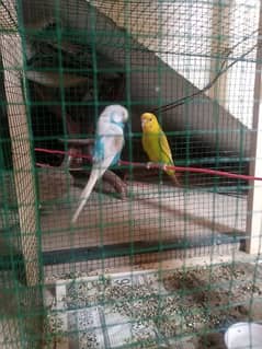 cage with Australian parrot