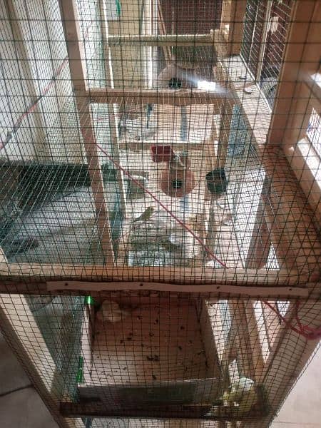 cage with Australian parrot 1