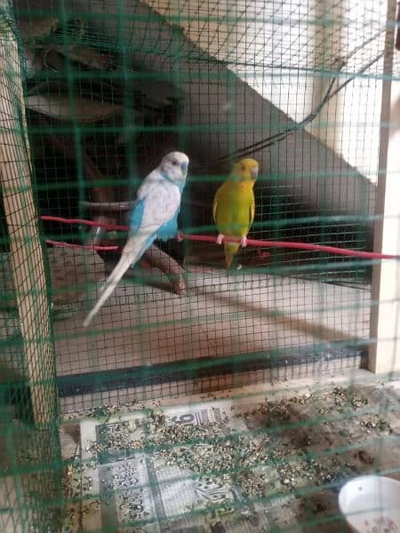 cage with Australian parrot 3