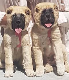 king Turkish kangal pair show quality havey bone structure for sale 0