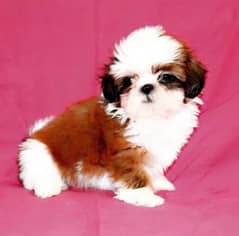 Shihtzu male/ female puppies available for sale