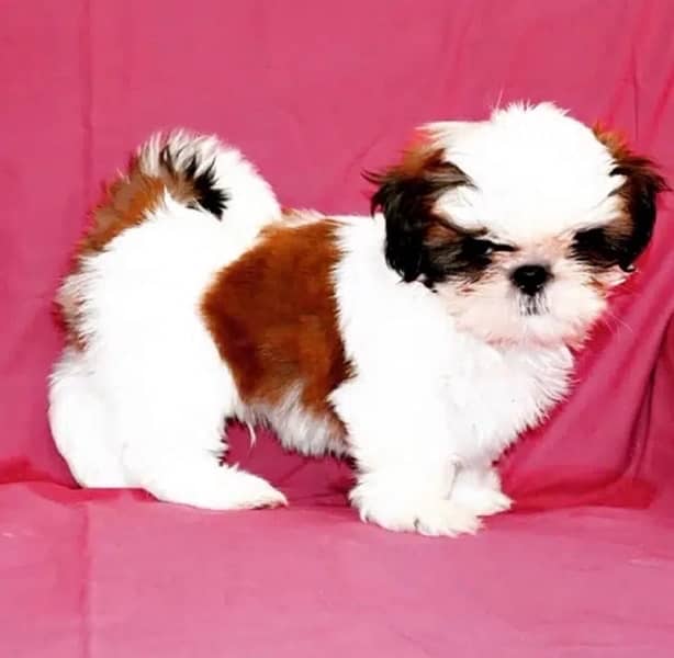 Shihtzu male/ female puppies available for sale 1