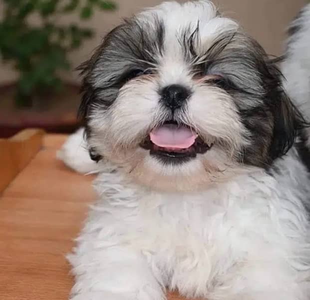 Shihtzu male/ female puppies available for sale 2