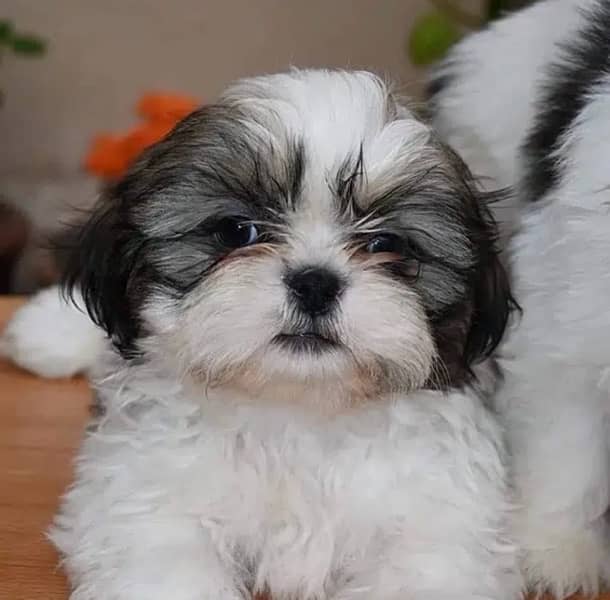 Shihtzu male/ female puppies available for sale 3