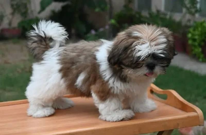Shihtzu male/ female puppies available for sale 4