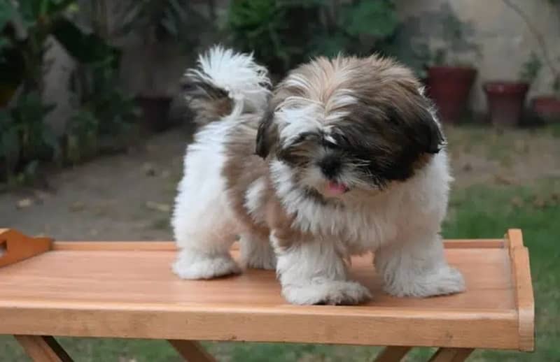 Shihtzu male/ female puppies available for sale 5
