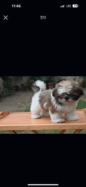 Shihtzu male/ female puppies available for sale 6