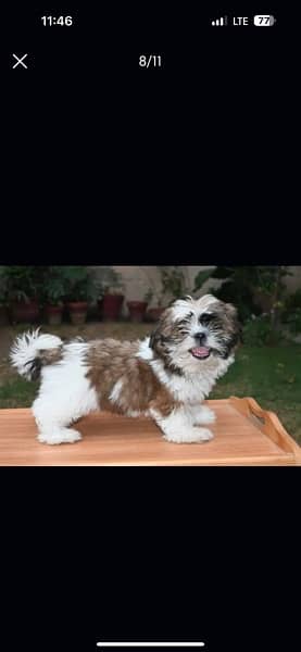 Shihtzu male/ female puppies available for sale 7