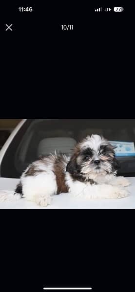 Shihtzu male/ female puppies available for sale 8