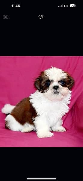 Shihtzu male/ female puppies available for sale 9