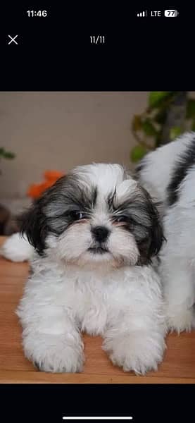 Shihtzu male/ female puppies available for sale 10