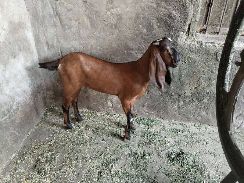goats sale purchase 2