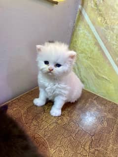 persian Cat Kittens