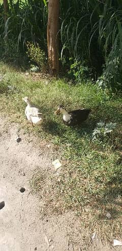 ducks for sale