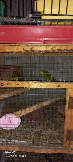 some budgies pairs are up for sale some r with eggs and chicks