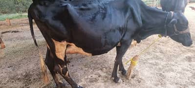Friesian cow 8 month 10 days pregnant