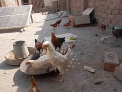 misri chicks for sale 20 plus chicks available