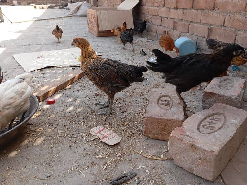 misri chicks for sale 20 plus chicks available 2