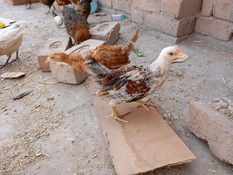 misri chicks for sale 20 plus chicks available 3
