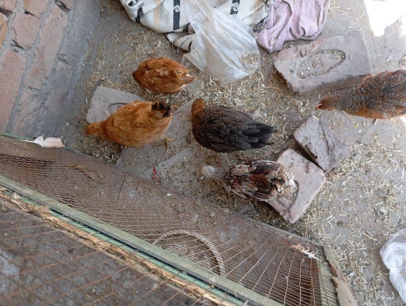 misri chicks for sale 20 plus chicks available 5