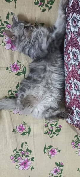 Persian kitten for sale 1