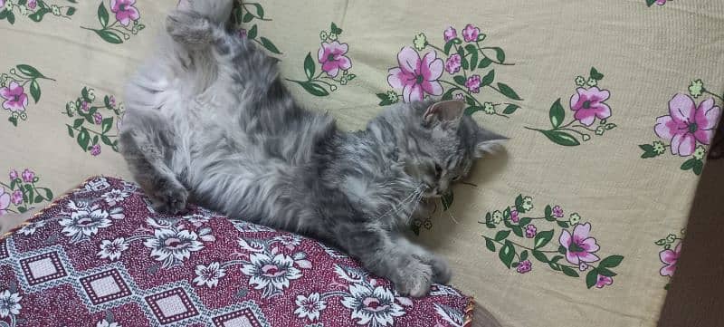 Persian kitten for sale 2