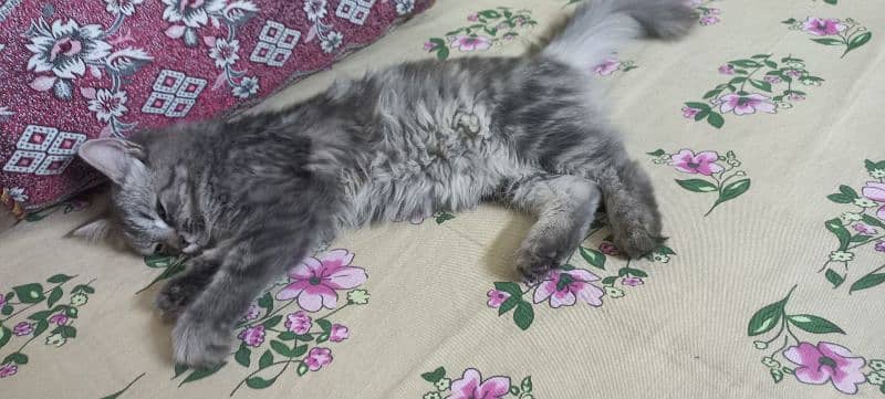 Persian kitten for sale 3