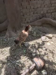 Aseel hen with one Chick 0