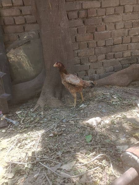 Aseel hen with one Chick 1