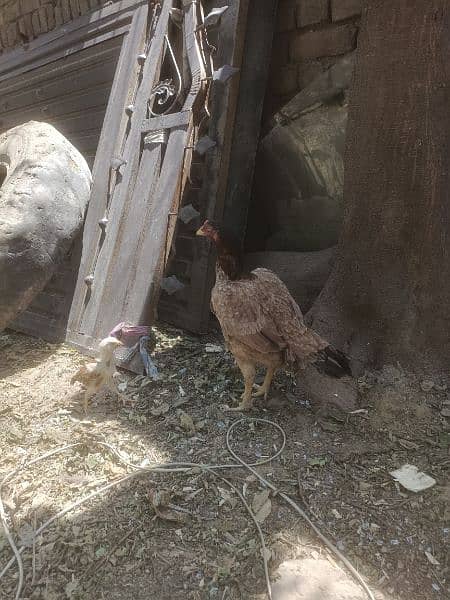 Aseel hen with one Chick 3
