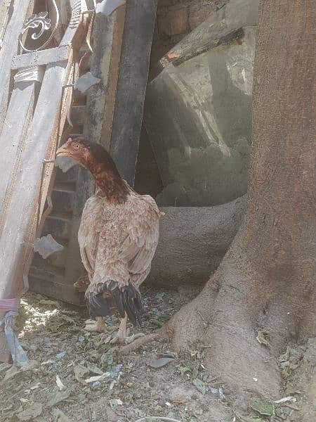 Aseel hen with one Chick 4