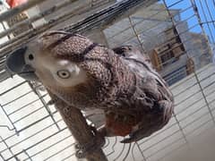 African Gray urgent for sale