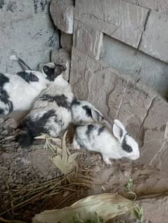 Rabbit pair and 6 chicks  pure white black and brown chicks